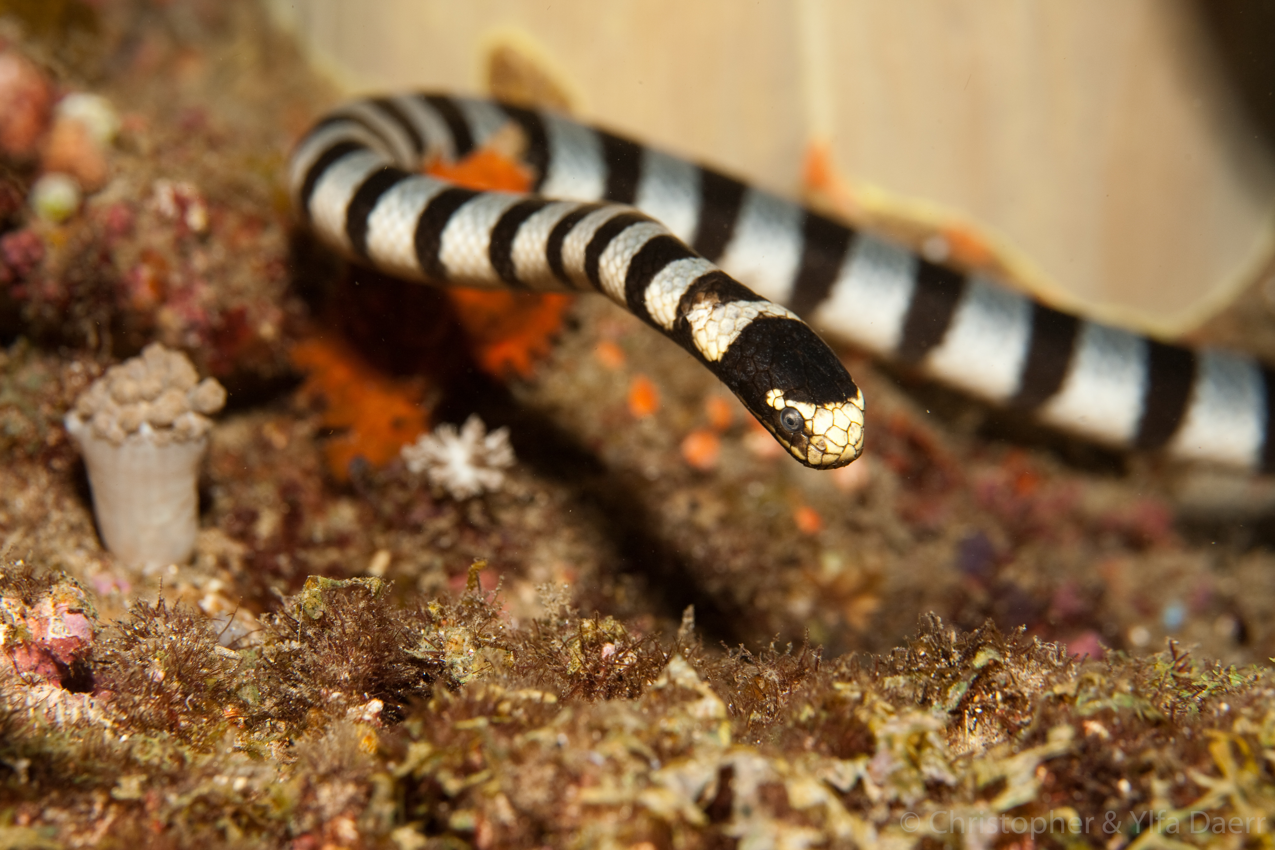 Portrait of a sea snake banded or yellow lipped sea krait Laticauda 