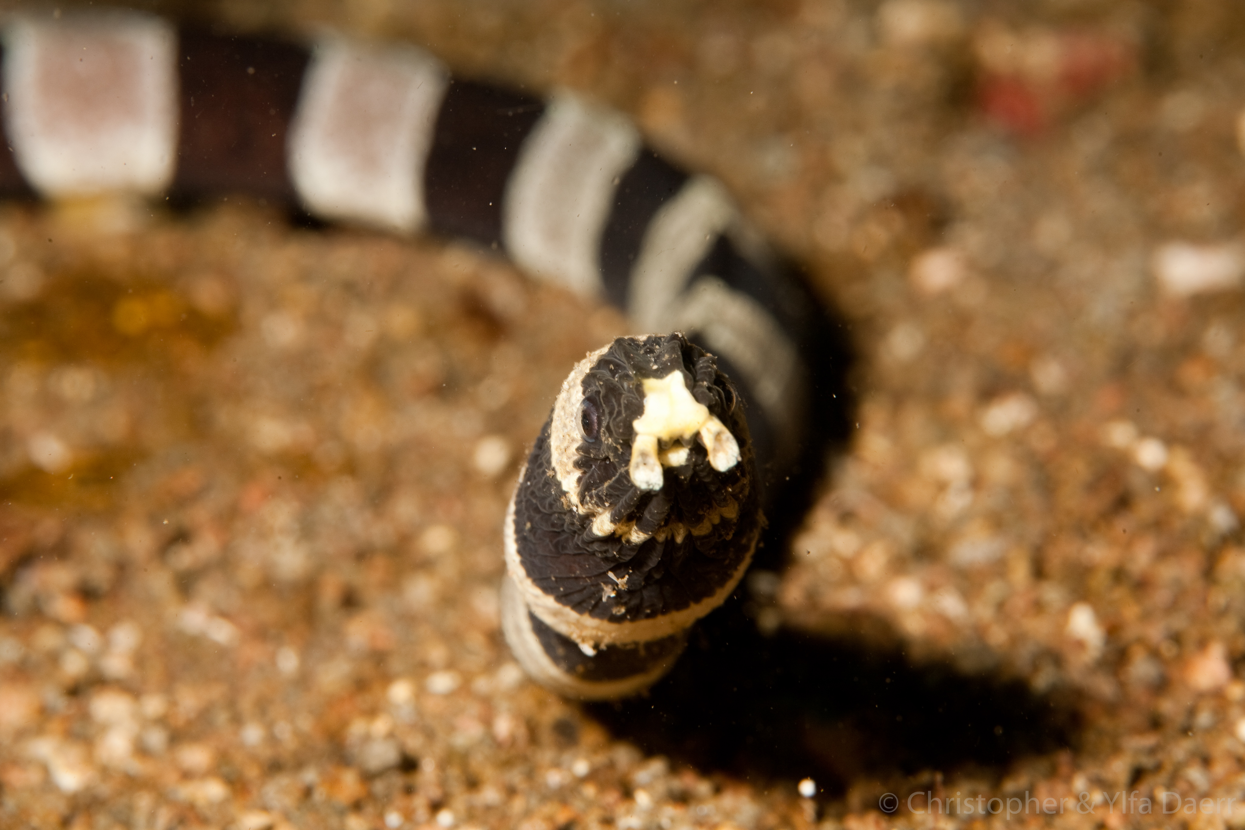 Fishes Banded Snake Eel Myrichthys colubrinus Taxidermy Oddities Curios 