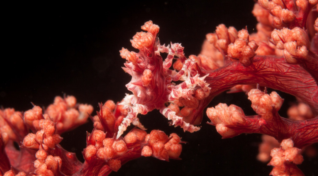Soft coral crab (Hoplophrys)
