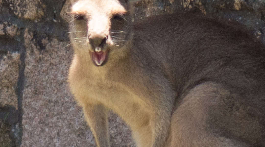 giggling kangaroo