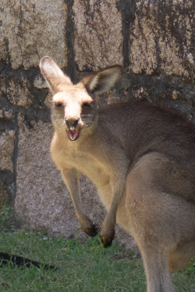 giggling kangaroo