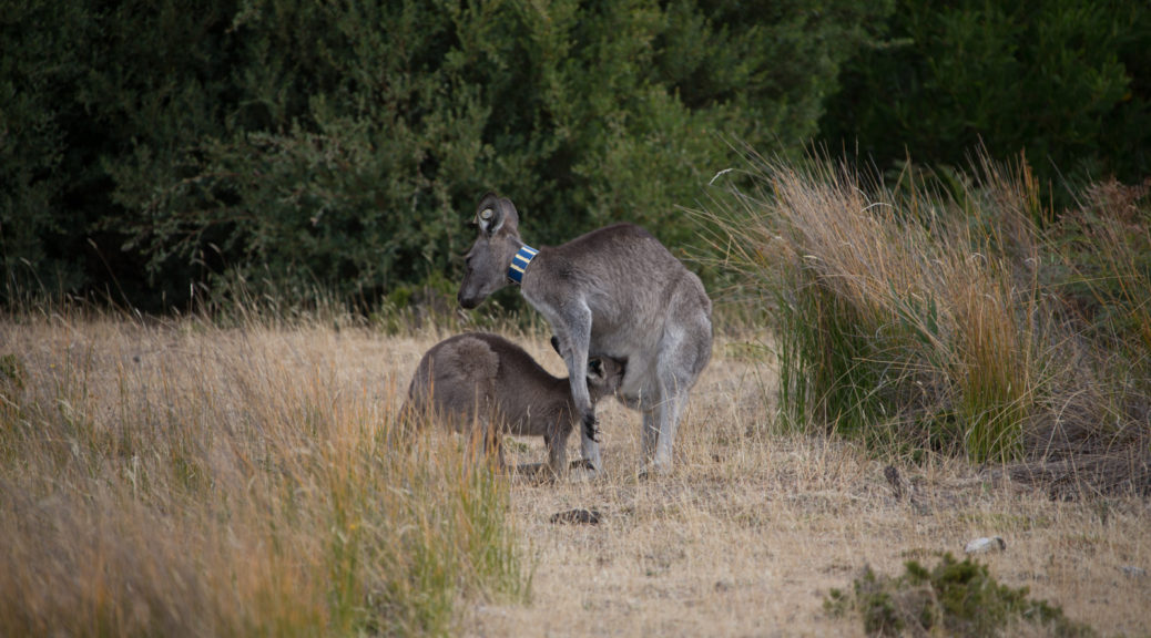 Kagaroos at Wilsons Promontory