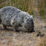 Wombat at Wilsons Promontory