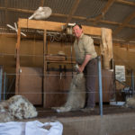 Sheep shearing on Churchill Island