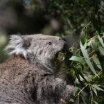 Koala Conservation Center, Phillip Island