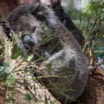 Koala Conservation Center, Phillip Island