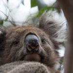 Koala in Blanket Bay