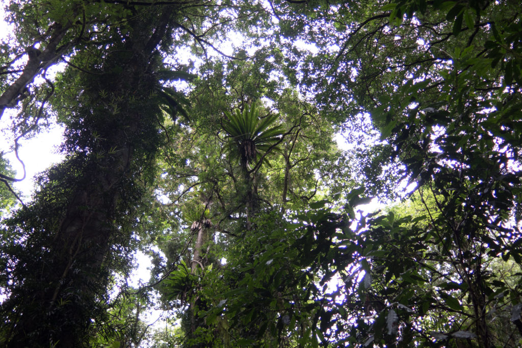 Dorrigo Rainforest