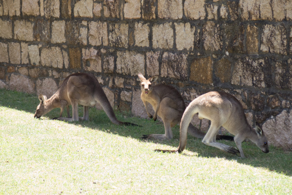 Kangaroos at Trial Bay Gaol