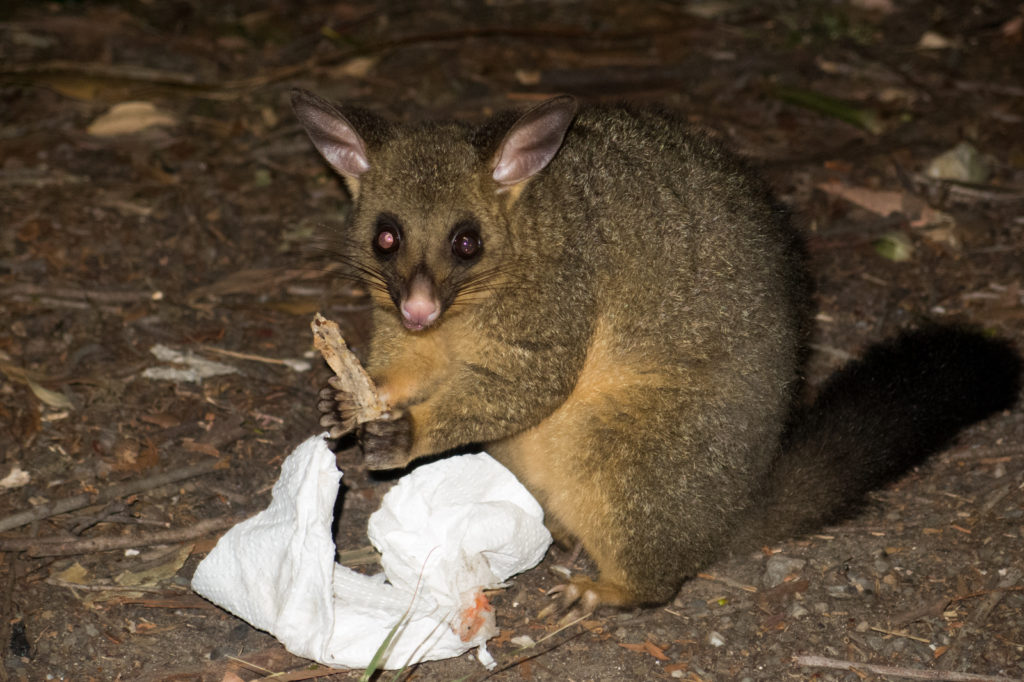 Possum at Pebbly Beach