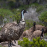 Emus at Innes National Park