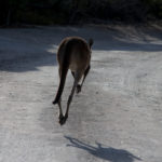 Kangaroo at Innes National Park