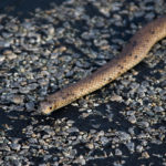 Snake at Innes National Park