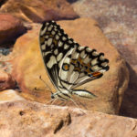 Butterfly at Kings Canyon Resort