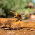 Wasp at Kings Canyon Resort