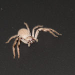 Spider at Kings Canyon Resort