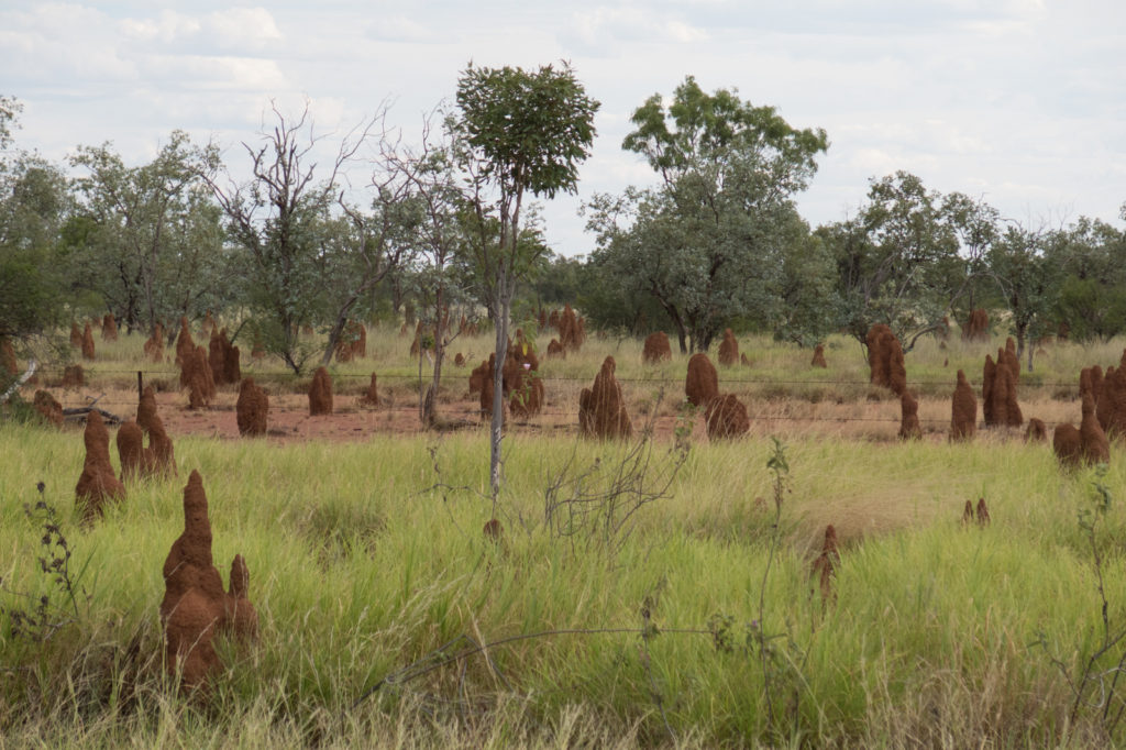 Termite mounds along Barkly Highway