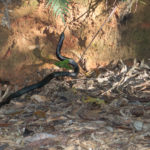 Black snake on Paluma Dam Road