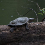 Turtle at Broken River, Eungella National Park